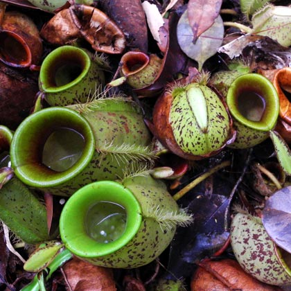 Closeup of Malay honeydew plants