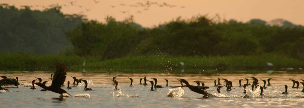 Flocks of cormorants in a lake and distant sky in orangey dusk